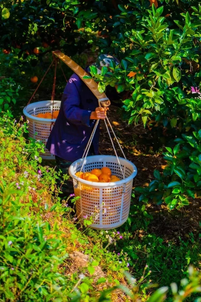 093674dac6f48b69c775c1cc23dc3633-sz_372655