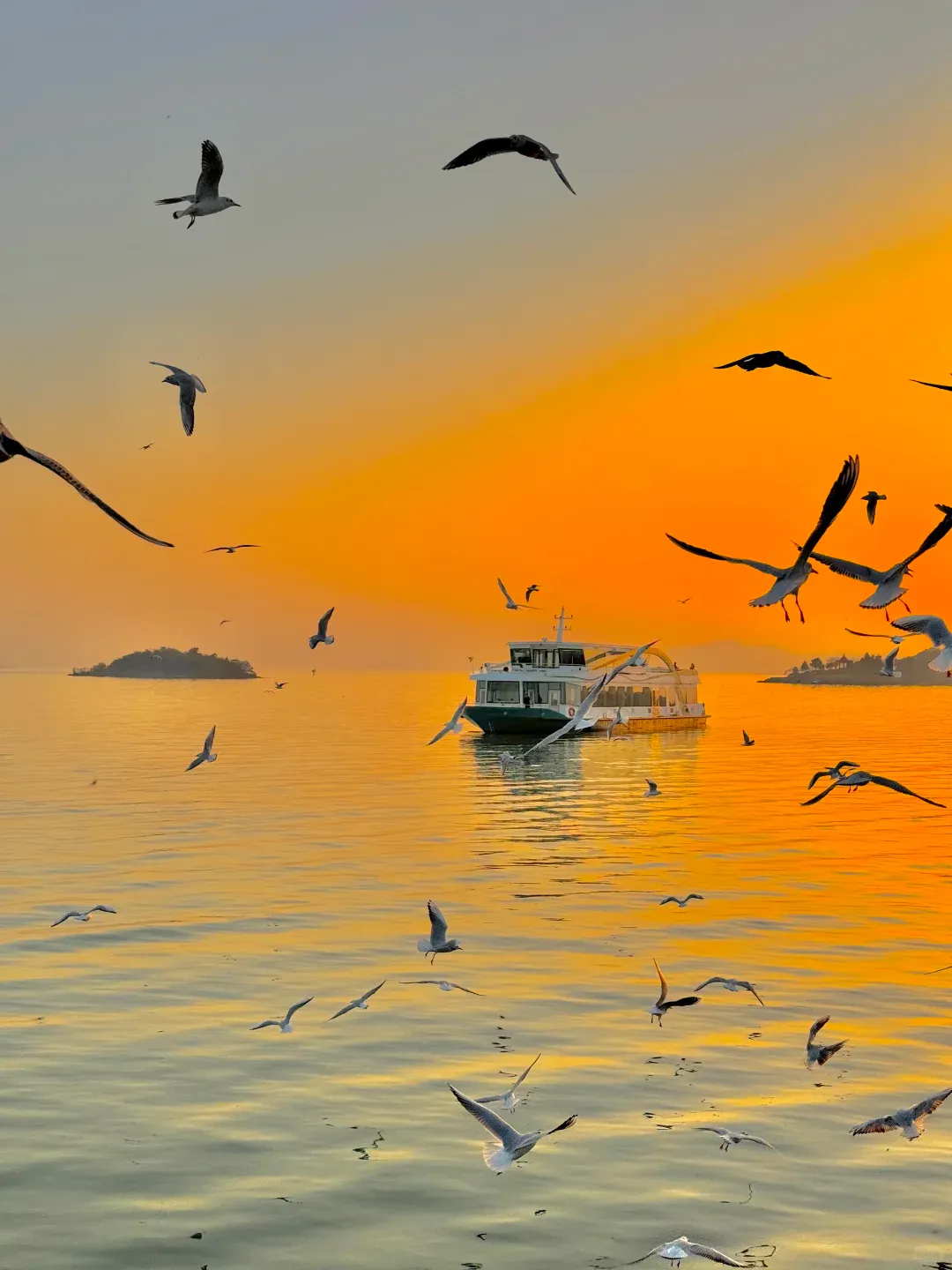 ¥299【冬日鼋头渚❤邂逅红嘴鸥】绝绝子✦超有灵性红嘴鸥✦就在鼋头渚太湖仙岛✦送1早2正✦纯玩2日