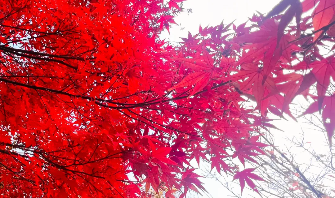 0b1804ce93b3649f74ac5d80a529de6c-sz_1771950