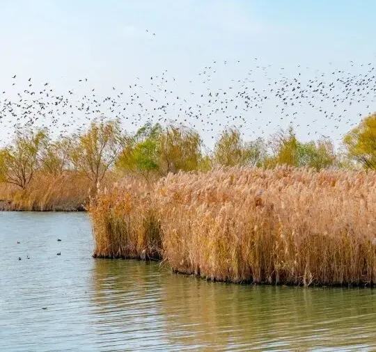 10b42b1f06fc32f1f06b219c9908d928-sz_469178