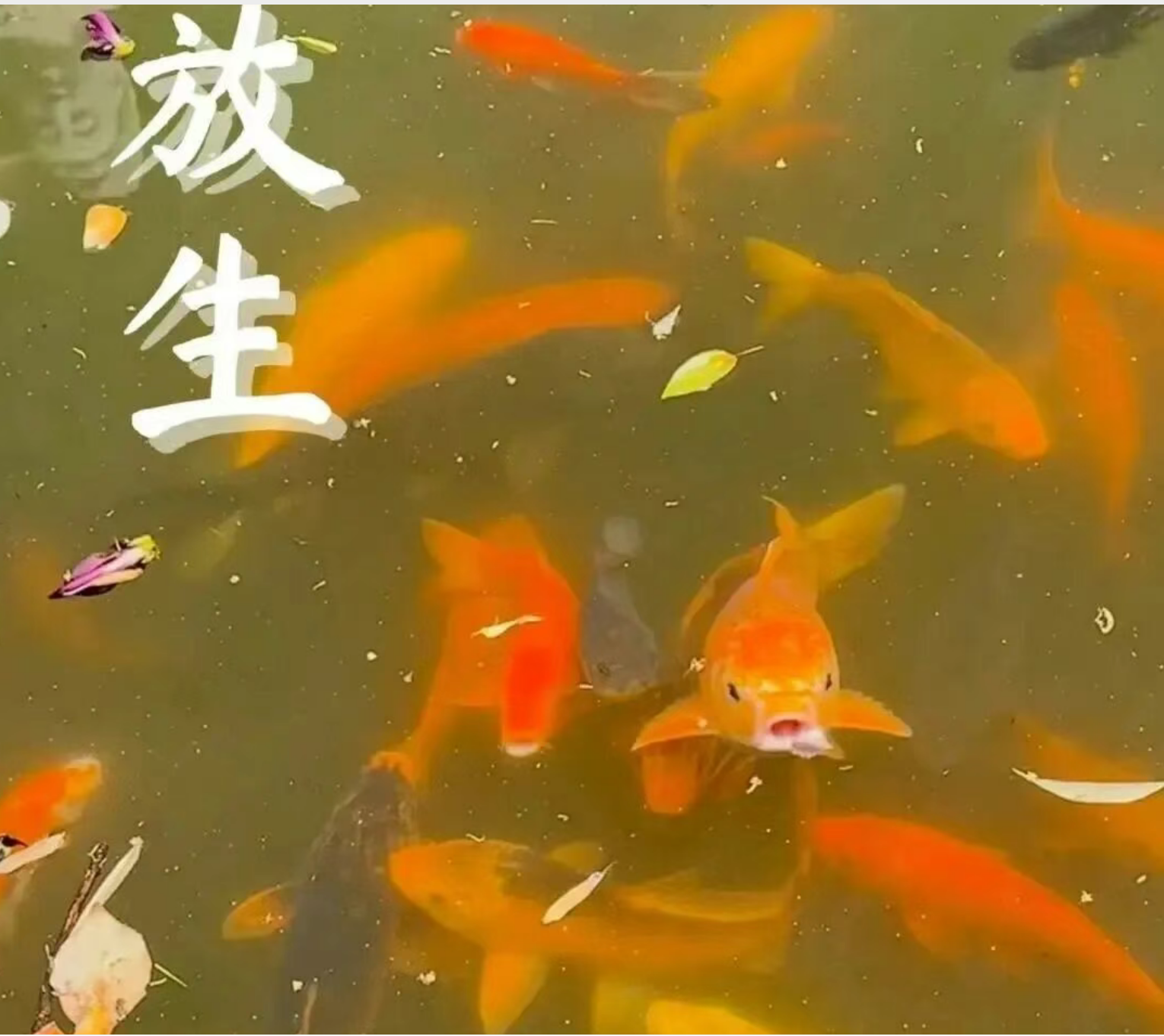 1135088fc8c0eacc4de3d34e7a538eb9