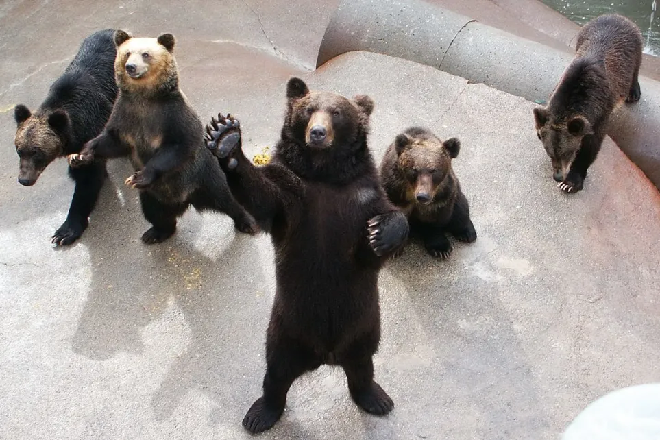 1276aa09070edd1ff79dd7ecd7245b2b-sz_252044