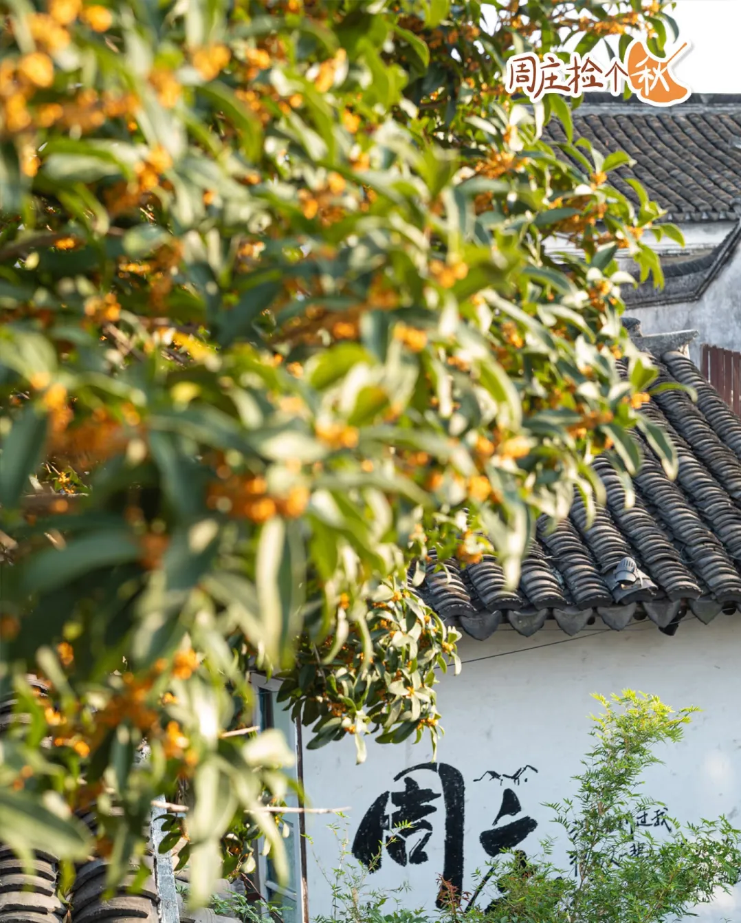 12fc479a8040f24ca8d7901bba9b365e-sz_1687386