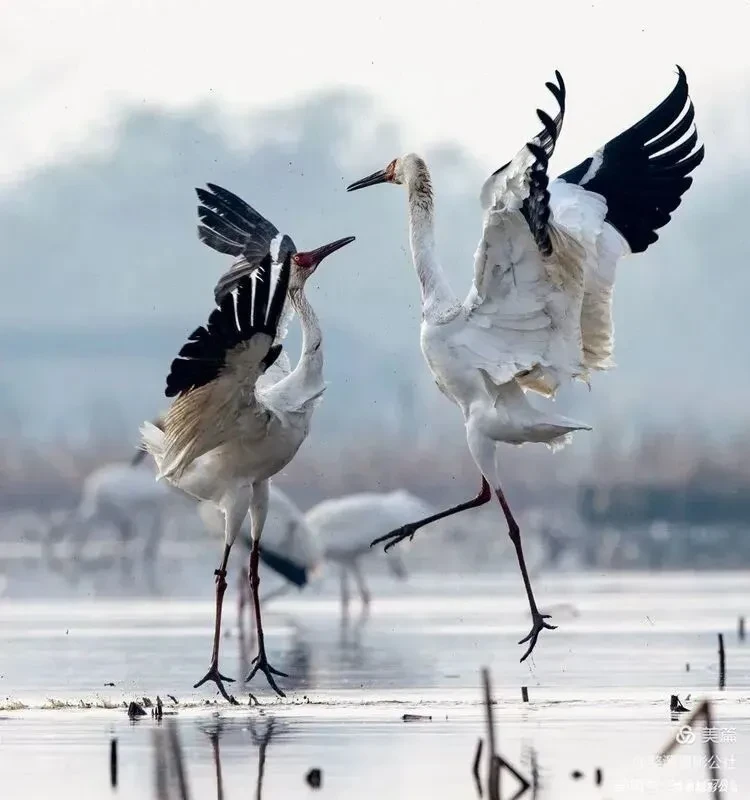 14600229d2f254daaea9bde7b7c0d8b6-sz_64485