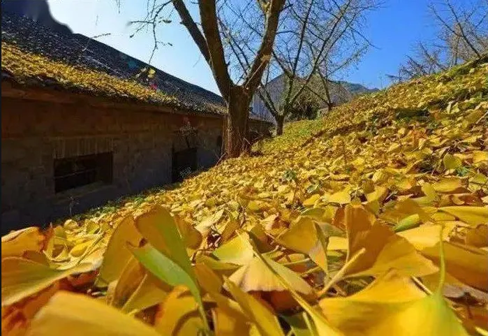 16c269fa0f7a65263ffb00735ad2b670-sz_704418