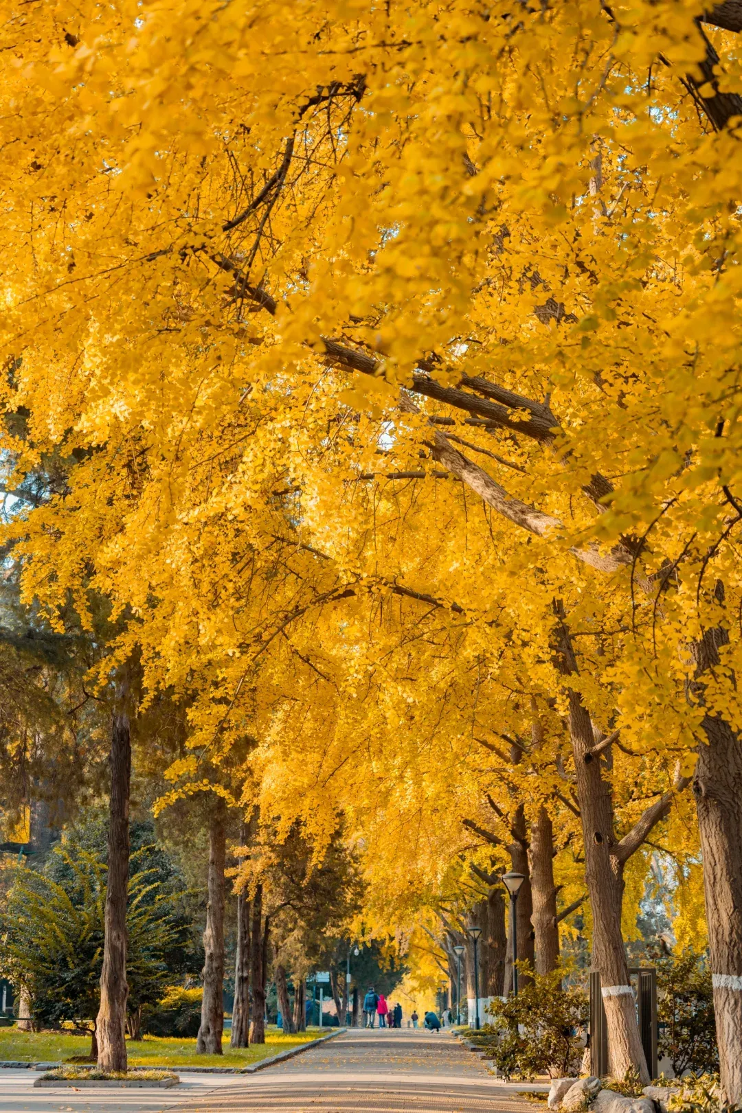 175daef64e4d115a01e11bc3fa2a2cd2-sz_3444516 175daef64e4d115a01e11bc3fa2a2cd2-sz_3444516