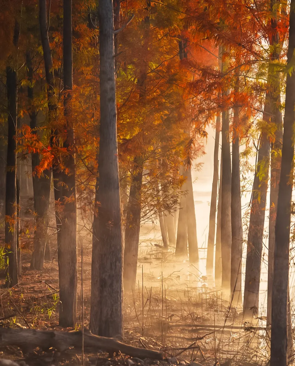 1928085462d8efc43115609d16ee2a50-sz_1055202