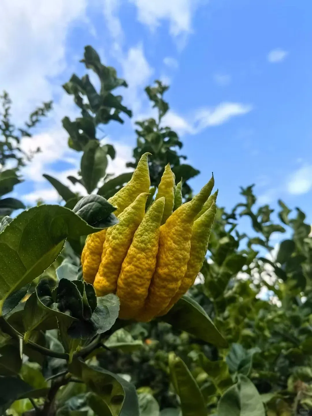 20274941c209a5d970d0d18c4ad06704-sz_1781233 20274941c209a5d970d0d18c4ad06704-sz_1781233