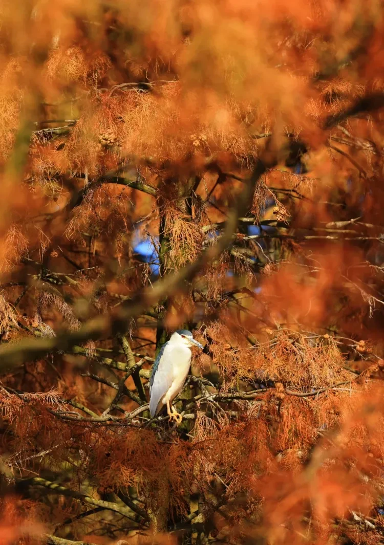 2238c352f8cd2186ad8f9b318b0b5284-sz_2797858