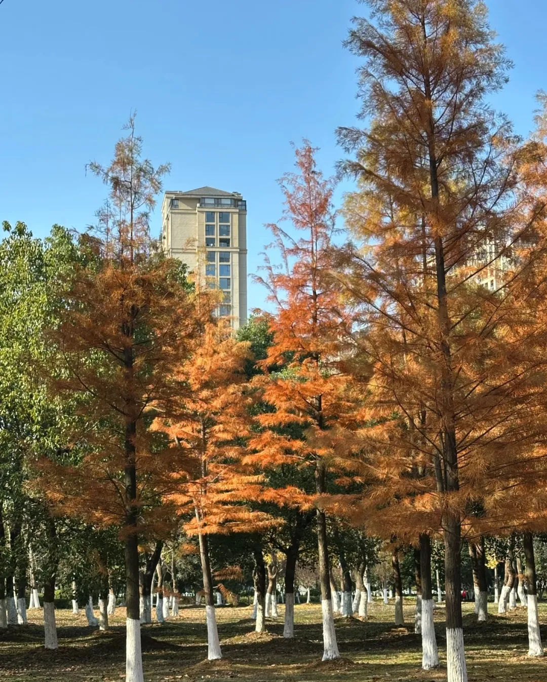 226df39291c135e7b5cedfef3abc3a63-sz_1972583