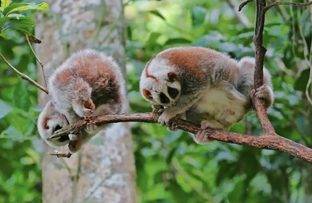 247b65e5720eefee7aee1163ddc6c06c-sz_290725-1