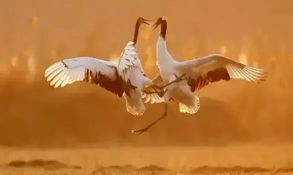 258c873686c88bcdeeeda1e1f320816e-sz_17257