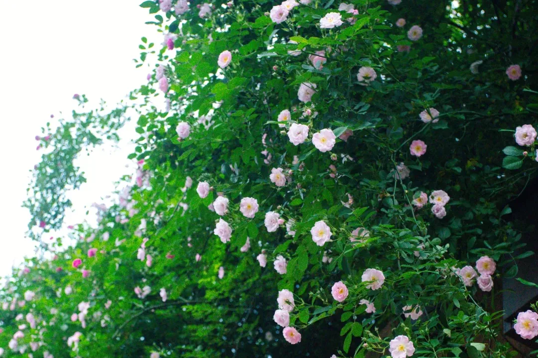 28325b9ea0c36ac7c08d3d0df7883a80-sz_4139903