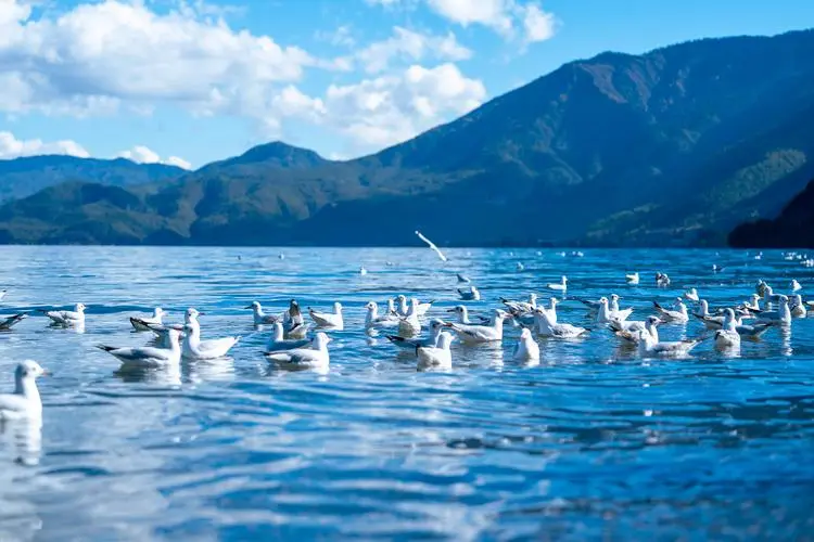 2971902fafe21fbfe2b84cf47e45c231-sz_60693