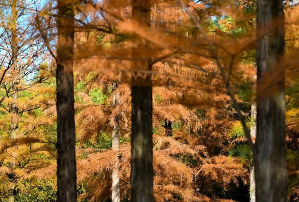 2d4de2d4901592bc6d6ab0b4e17eec5f-sz_1065601