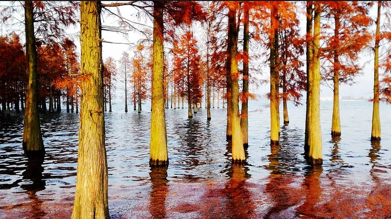 2e5c3d9ad1fb8c710a56ff54bff63a78-sz_909675 2e5c3d9ad1fb8c710a56ff54bff63a78-sz_909675