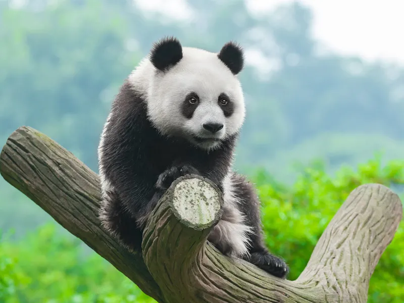 31ac2ab692747f370e23721e50932fef-sz_190980 31ac2ab692747f370e23721e50932fef-sz_190980