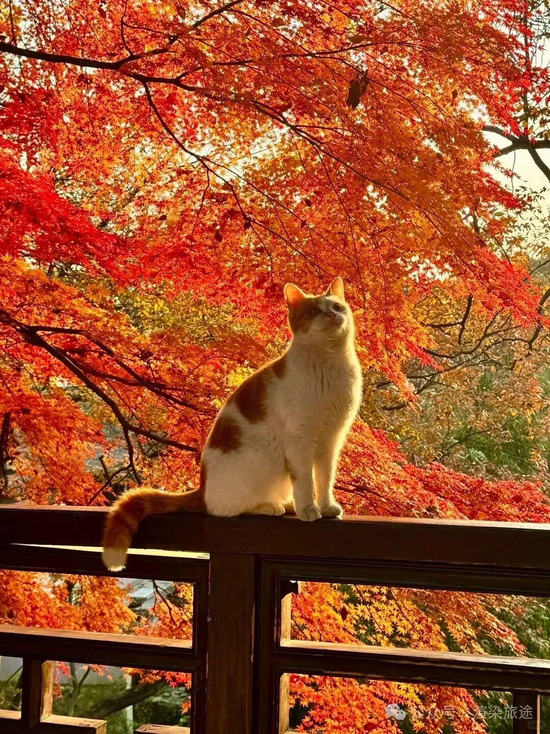 31beb34c353dbed3c30931b571244a73-sz_492088 31beb34c353dbed3c30931b571244a73-sz_492088