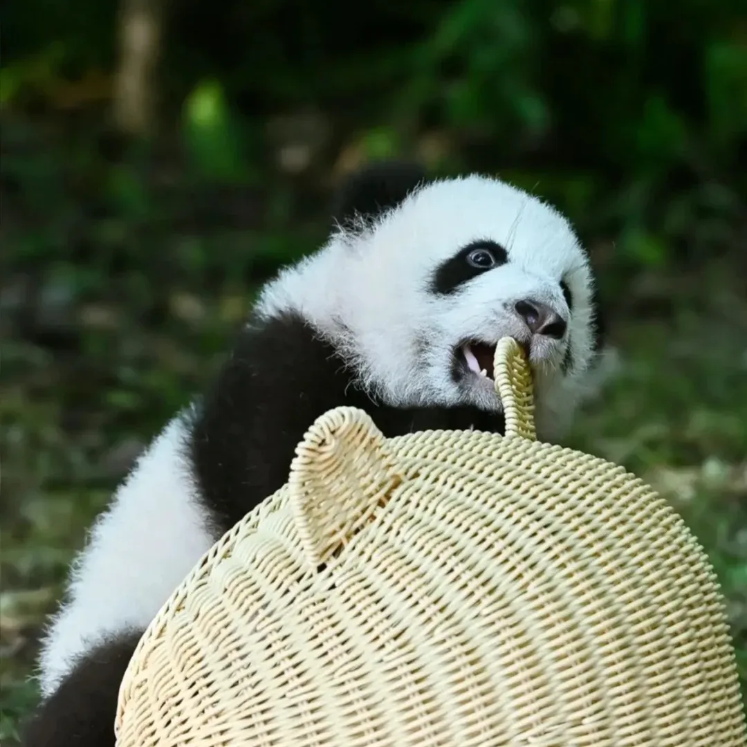 32f4ebe5f8c84fc79cd1f262e55a1ec2-sz_2610066