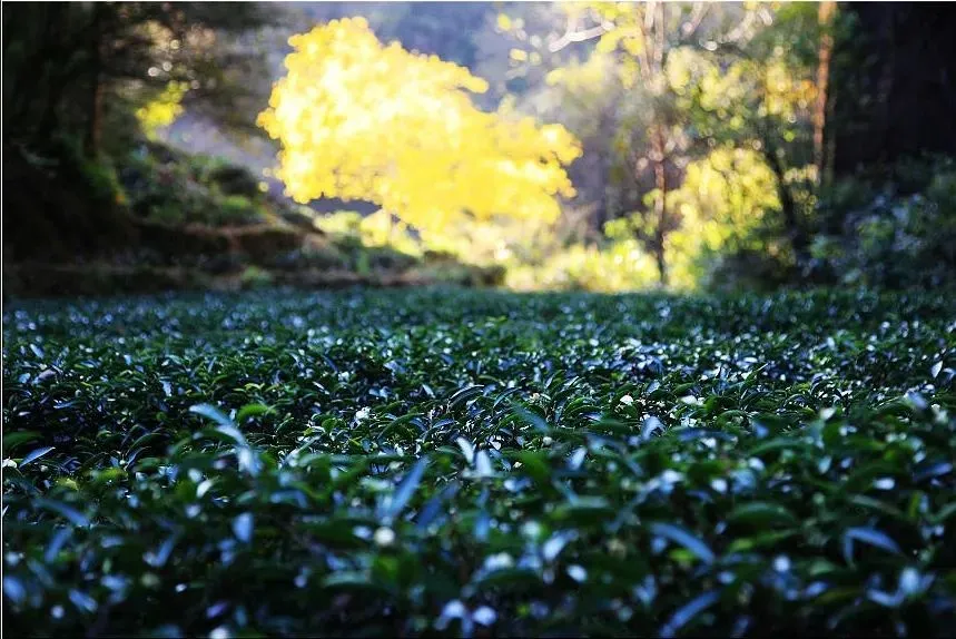 3d434131861d10386e82d64cd194027c-sz_106449