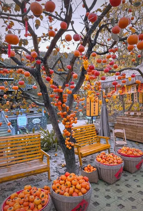 403189157d76ab67e50e6f584100f0c9-sz_119191