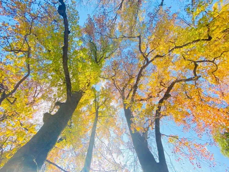 40a8676fe360d8214ffd84a0f32c150a-sz_3487469