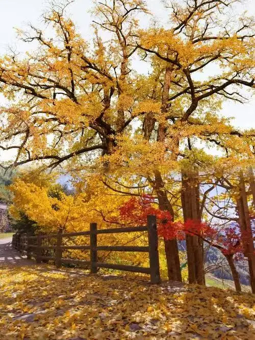 40bd403778c4adabccdfe3c8f33c1cca-sz_109970 40bd403778c4adabccdfe3c8f33c1cca-sz_109970