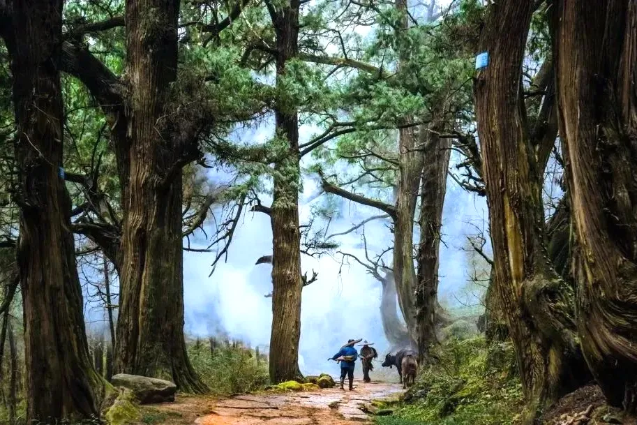 420e4535bf2bf8a5f9ec66c28eae1c69-sz_176484