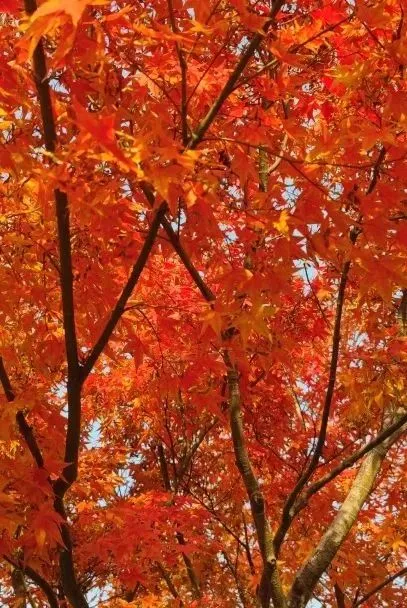 425cc320d04ce159d04f8a533efa107c-sz_560025 425cc320d04ce159d04f8a533efa107c-sz_560025