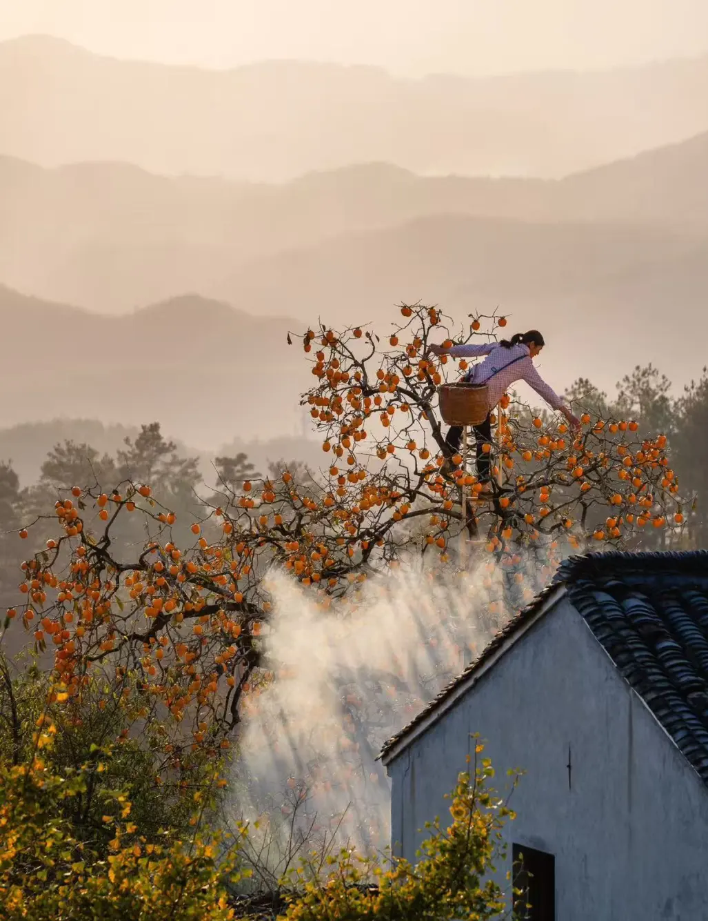 432a35019b77d102a9f4598b1b32496e-sz_292652