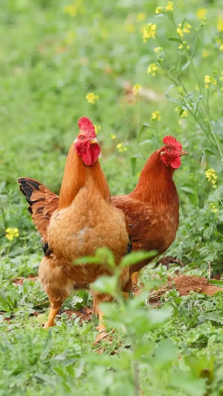 46d79478ada4e6865bb2c6c79ec25ec1-sz_124351-1