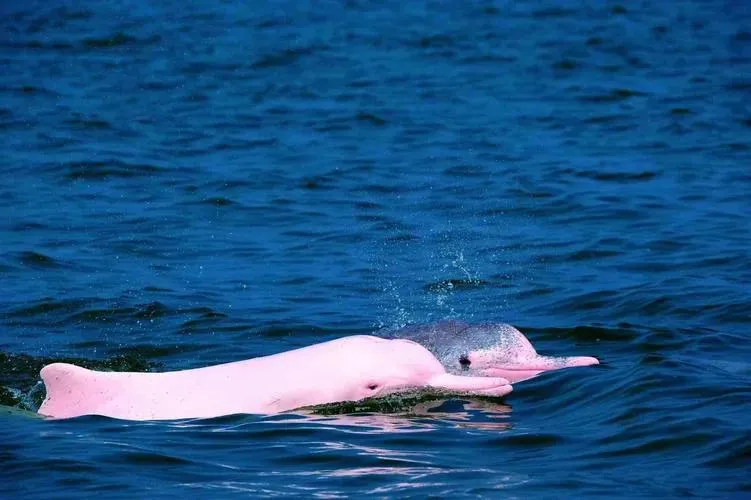 48619424bfc357ca3e9422ae8d50ad4e-sz_57384