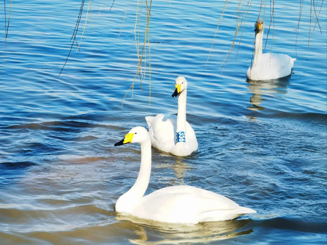 4a19ec85e6d85ca1324925099c7aa4ae-sz_986442 4a19ec85e6d85ca1324925099c7aa4ae-sz_986442