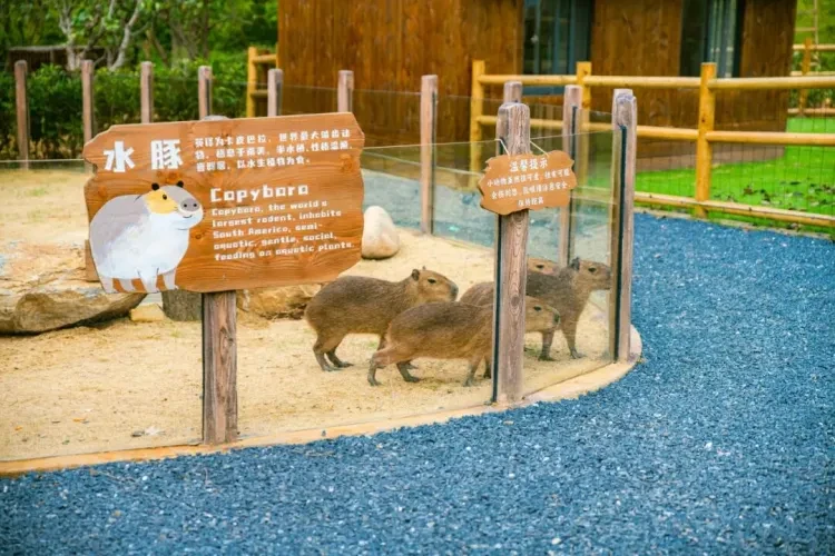 4cdb01f8515529dbea549f1ac9e6efa6-sz_183532