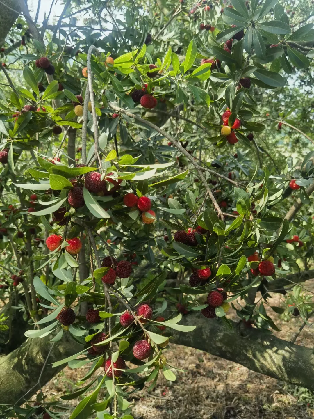 51aa7400f30602988618fde5a4ea0ab0-sz_1243393