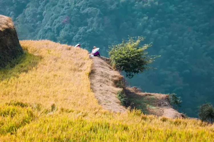 51de0853a1f979fcd3b67c70c5061249-sz_2538291