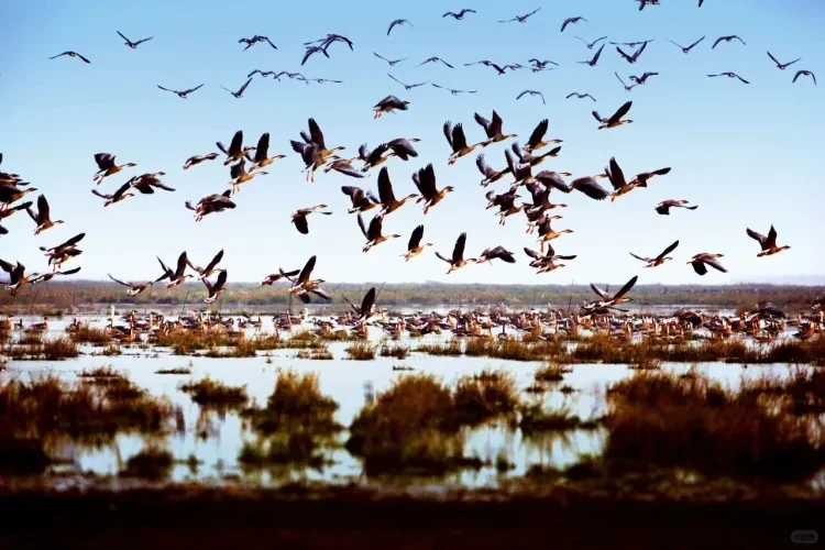 51de9ec3ff4a7d83cf1d168c64b8aa2a-sz_1749160