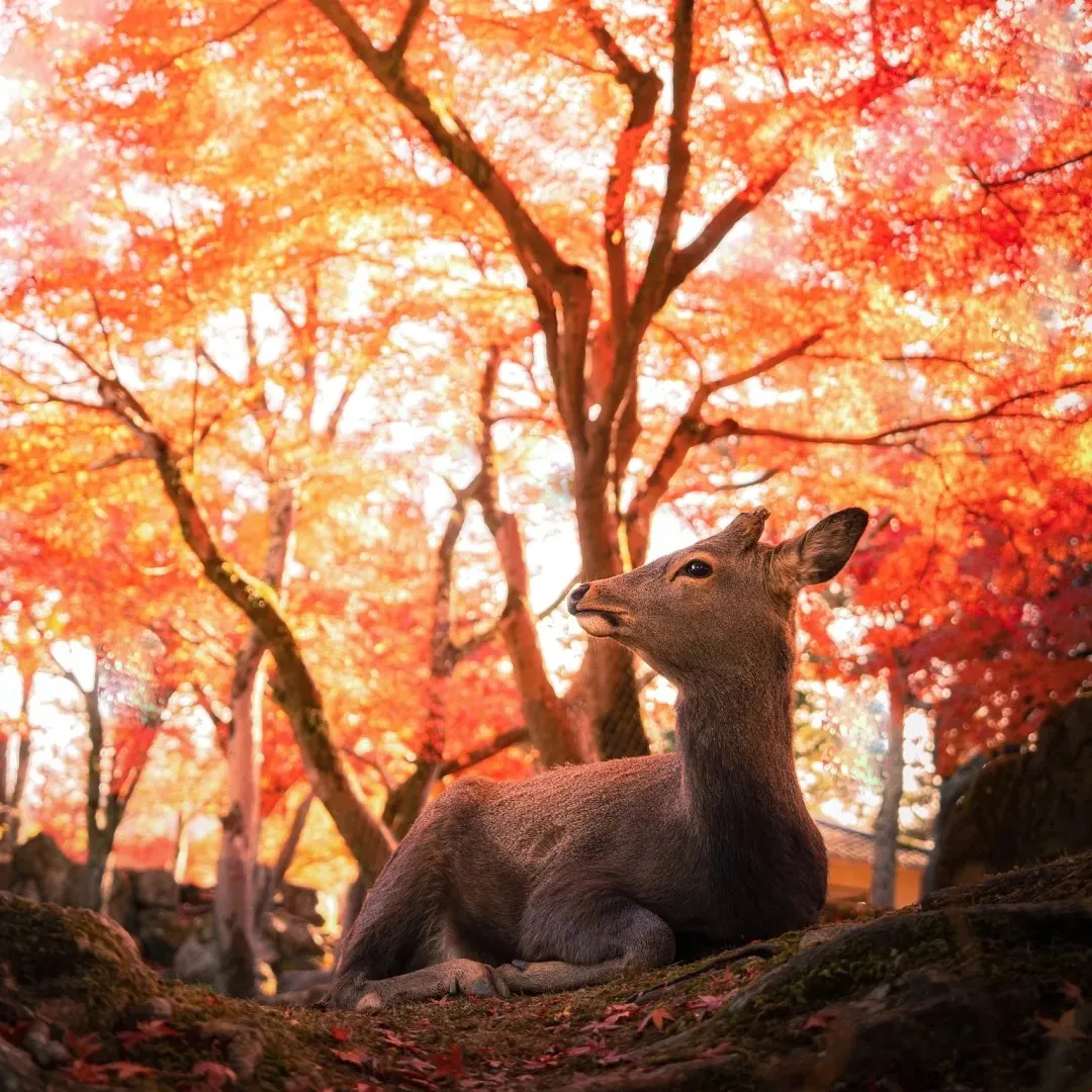 556cb83acddc06aac5fc6a813fed6dd5-sz_558234 556cb83acddc06aac5fc6a813fed6dd5-sz_558234