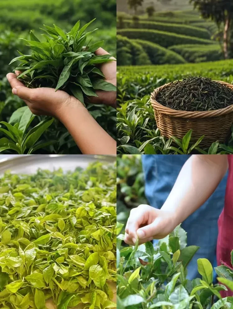 5589de220d73cd34e2bbb81b19cef937-sz_4311813 5589de220d73cd34e2bbb81b19cef937-sz_4311813