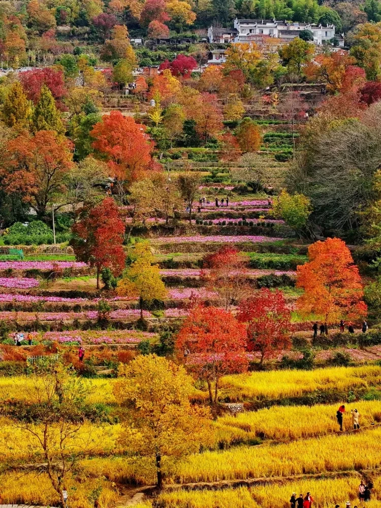 5d3f081fc7baff885c0f2a65ad53ed2f-sz_4472082