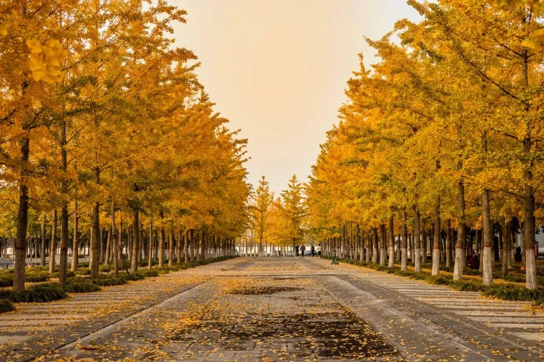 5e4a94a3c58110944824631f0e4ee334-sz_2057986 5e4a94a3c58110944824631f0e4ee334-sz_2057986