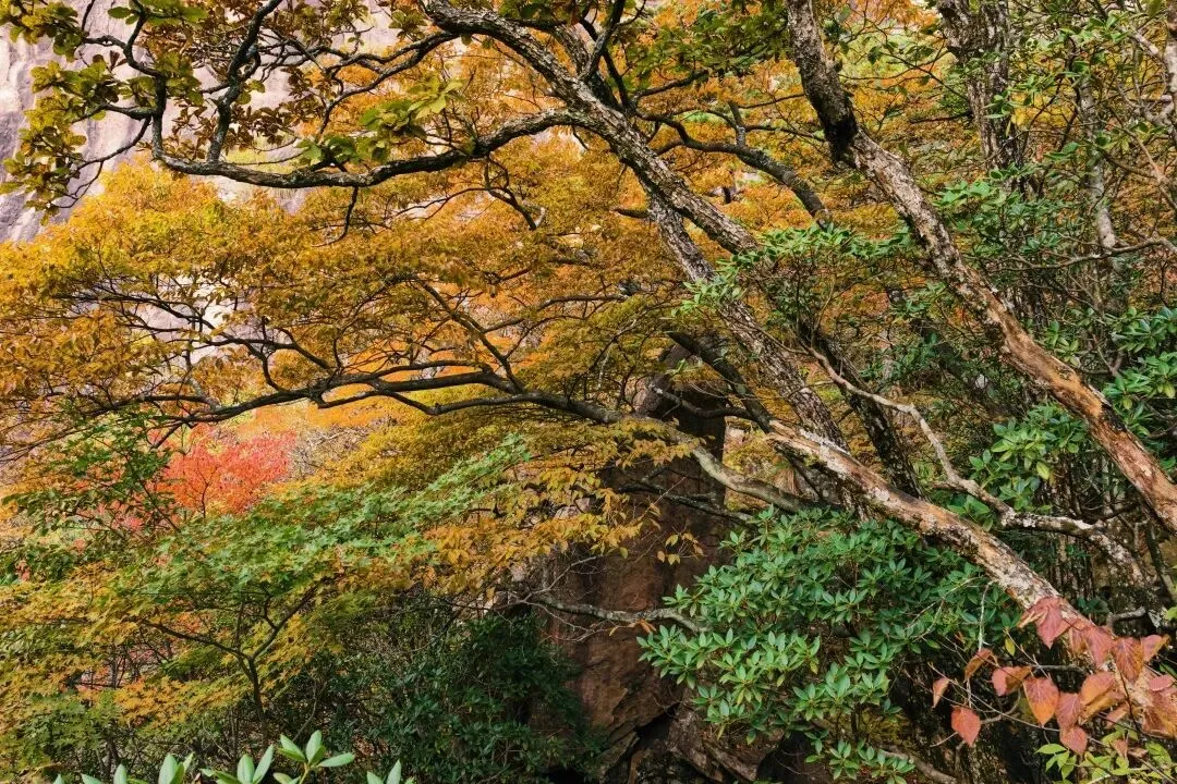 5ff36a2d05db3ac536de993635e08a45-sz_319848