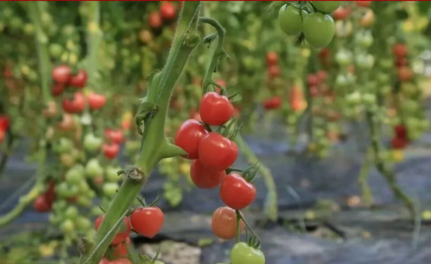 6215e4d021f9c4417f57478ad32c8054