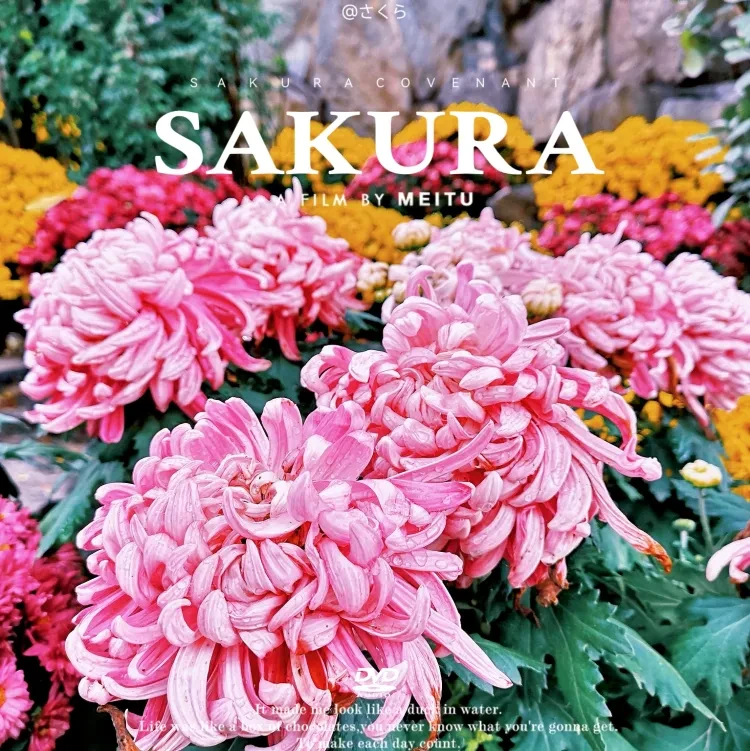 6308e988684c7c2c7e94477ce7e1a7f4-sz_1918777