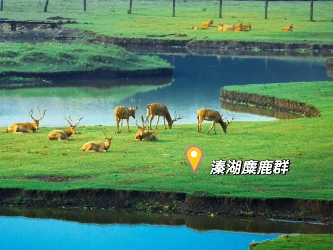 纯玩399泰州秋冬品蟹漫游溱湖湿地三日游！含2早4正特色餐+升级一餐韩式烤肉+一餐溱湖簖蟹宴+一餐霸王别鸡 棋牌KTV免费 全程大巴服务 拒绝枯燥乏味的套班车！