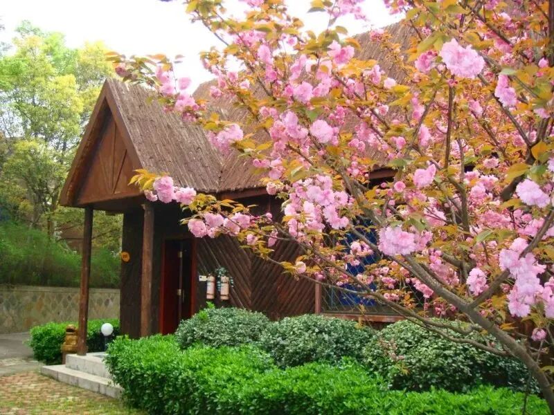 嘉兴南北湖过大年~南北湖桃源山庄~住林间木屋别墅、吃农家菜、呼吸着带着草木香的新鲜空气、看山看海看湖，大众的选择！