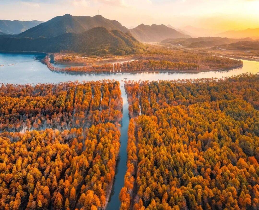 『皖美5天赏红杉|绝绝子』杀年猪～庆年俗～全程大巴，纯玩跟车599清心养肺，免费棋牌K歌畅快玩，4早8正餐餐围桌食在徽州体验年俗