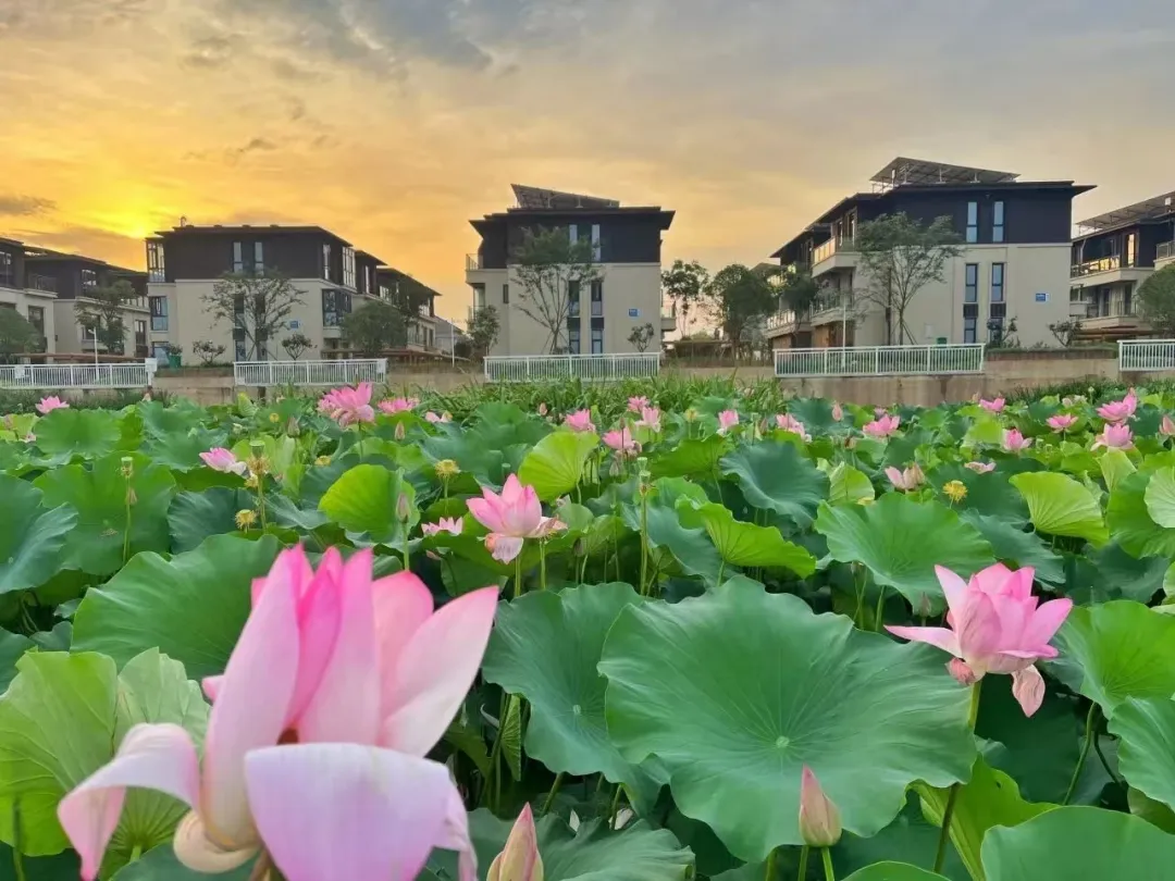 这个地方要火啊~住70平超大房间，政府补贴汽车四日499元3早6正『启东颐住庄园酒店邀你来做客』免费棋牌、唱歌，亲海农场赏花拍照