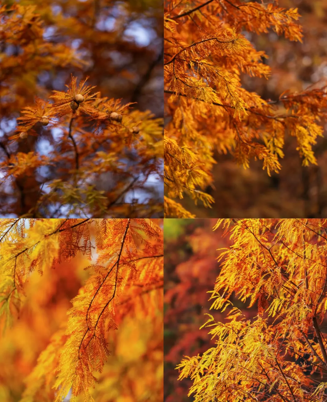 65aaf72d9114c4ac97c9b5f6372b993d-sz_1704814