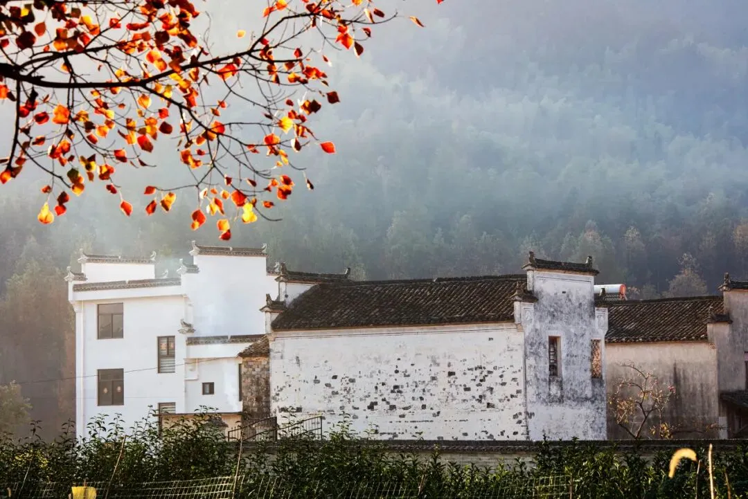 66a0626be5ede9874308b2a2bb21e2f9-sz_155738